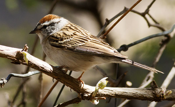 Chipping Sparrow Spizella passerina 