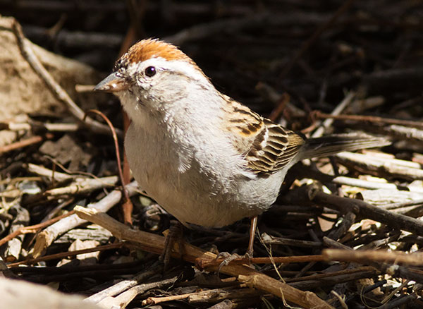 Chipping Sparrow Spizella passerina 