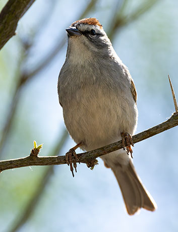 Chipping Sparrow Spizella passerina 