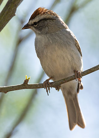 Chipping Sparrow Spizella passerina 