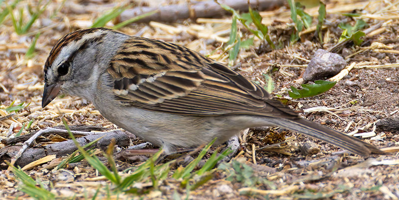 Chipping Sparrow Spizella passerina 