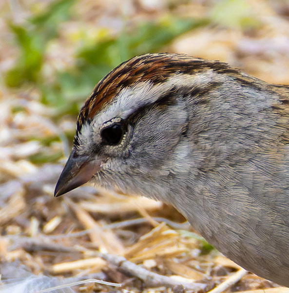 Chipping Sparrow Spizella passerina 