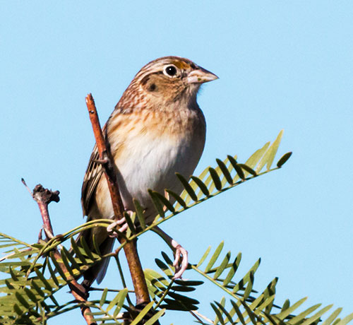 Grasshopper Sparrow Ammodramus savannarum