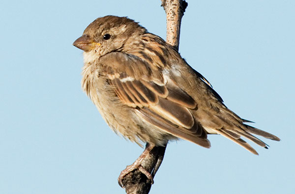 House Sparrow Passer domesticus