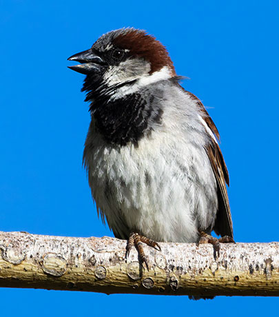 House Sparrow Passer domesticus