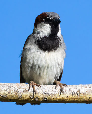House Sparrow Passer domesticus