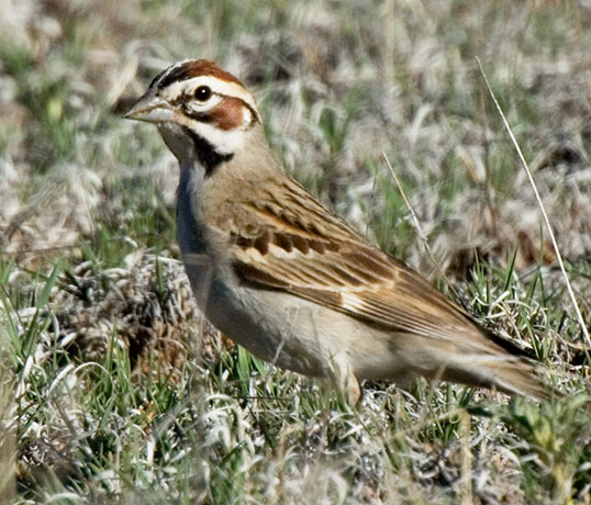 Lark Sparrow Chondestes grammacus 