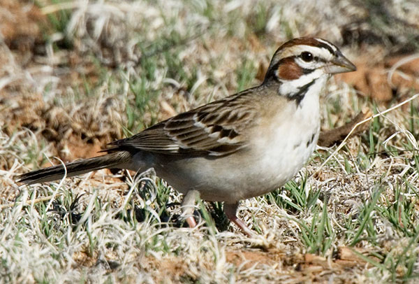 Lark Sparrow Chondestes grammacus 