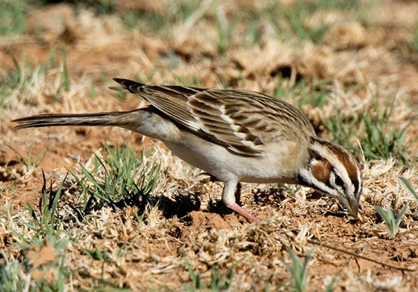 Lark Sparrow Chondestes grammacus 
