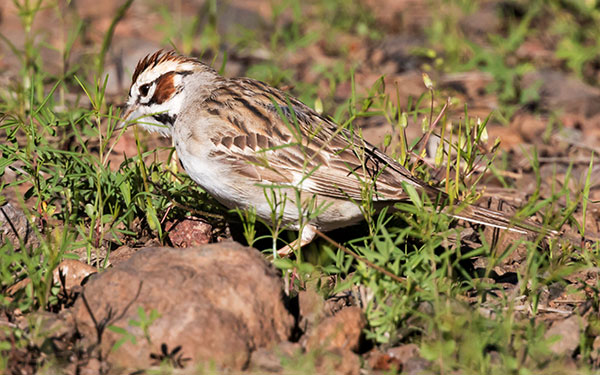 Lark Sparrow Chondestes grammacus 