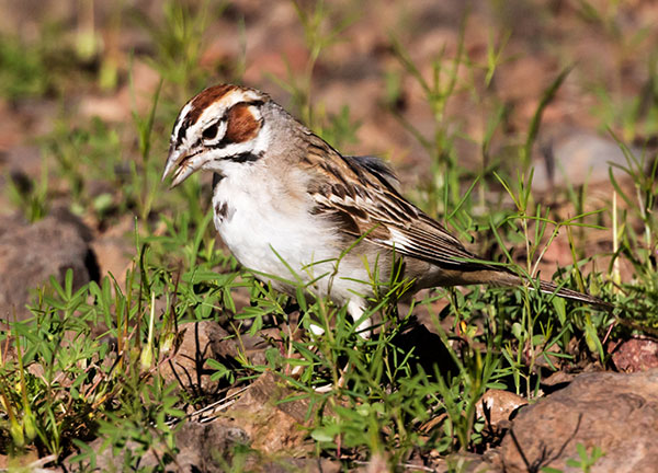 Lark Sparrow Chondestes grammacus 