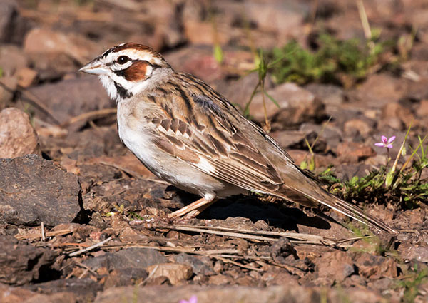 Lark Sparrow Chondestes grammacus 