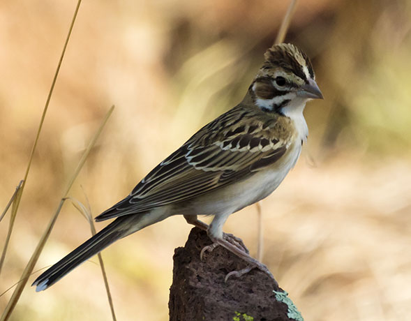 Lark Sparrow Chondestes grammacus 