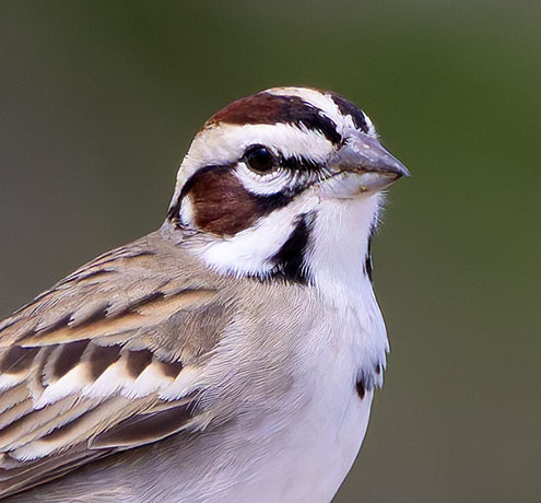 Lark Sparrow Chondestes grammacus 