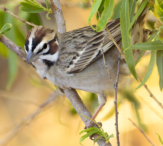 Lark Sparrow Chondestes grammacus 