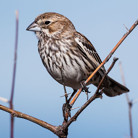 Lark Bunting Calamospiza melanocorys