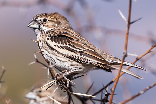 Lark Bunting Calamospiza melanocorys
