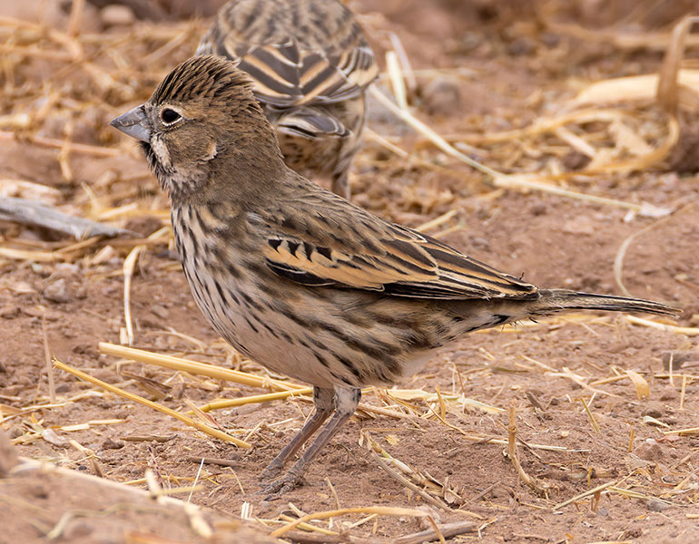 Lark Bunting Calamospiza melanocorys
