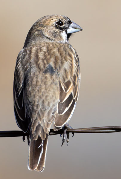 Lark Bunting Calamospiza melanocorys