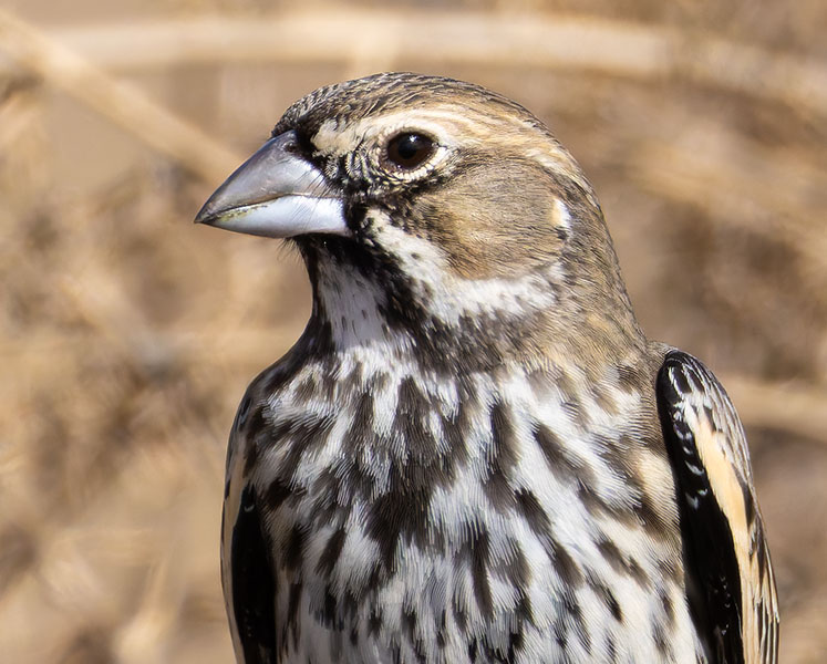 Lark Bunting Calamospiza melanocorys
