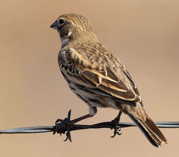 Lark Bunting Calamospiza melanocorys