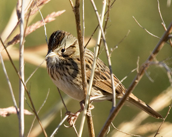 Lincoln's Sparrow Melospiza lincolnii 