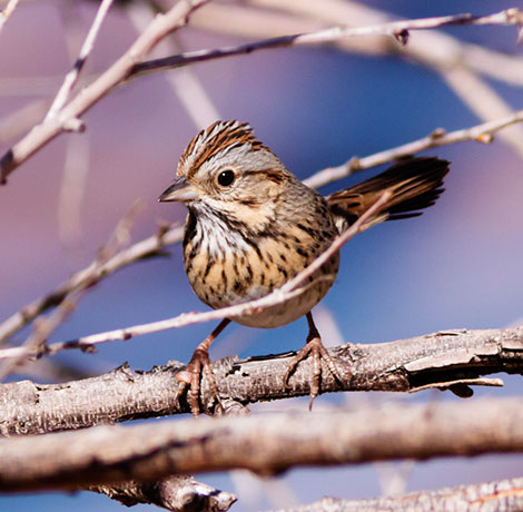 Lincoln's Sparrow Melospiza lincolnii 