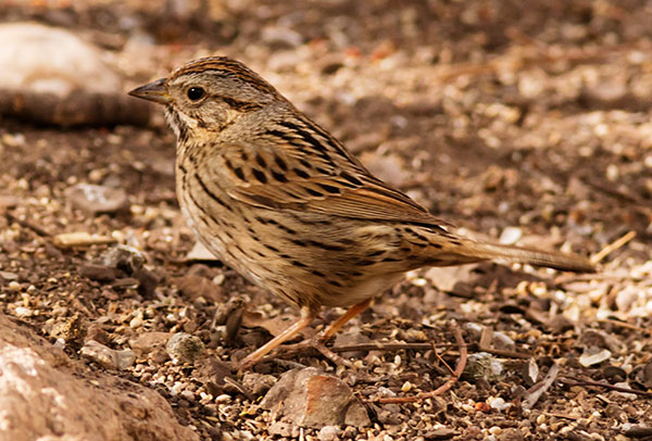 Lincoln's Sparrow Melospiza lincolnii 