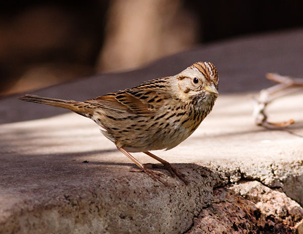 Lincoln's Sparrow Melospiza lincolnii 