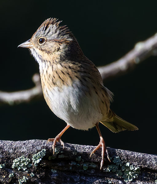 Lincoln's Sparrow Melospiza lincolnii 