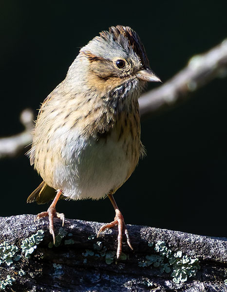 Lincoln's Sparrow Melospiza lincolnii 