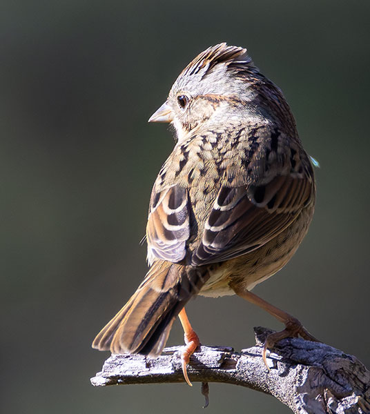 Lincoln's Sparrow Melospiza lincolnii 