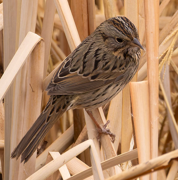 Lincoln's Sparrow Melospiza lincolnii 