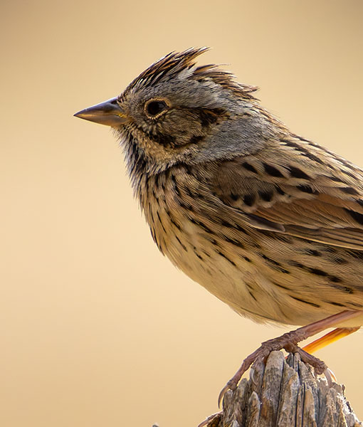 Lincoln's Sparrow Melospiza lincolnii 