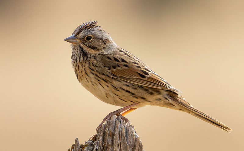 Lincoln's Sparrow Melospiza lincolnii 