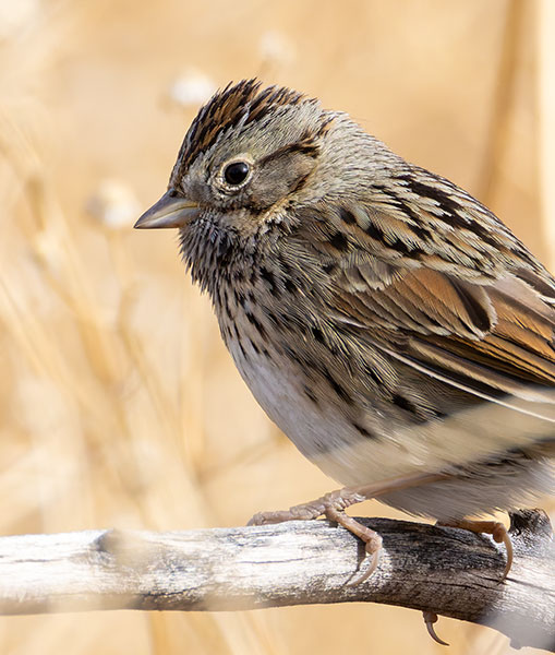 Lincoln's Sparrow Melospiza lincolnii 