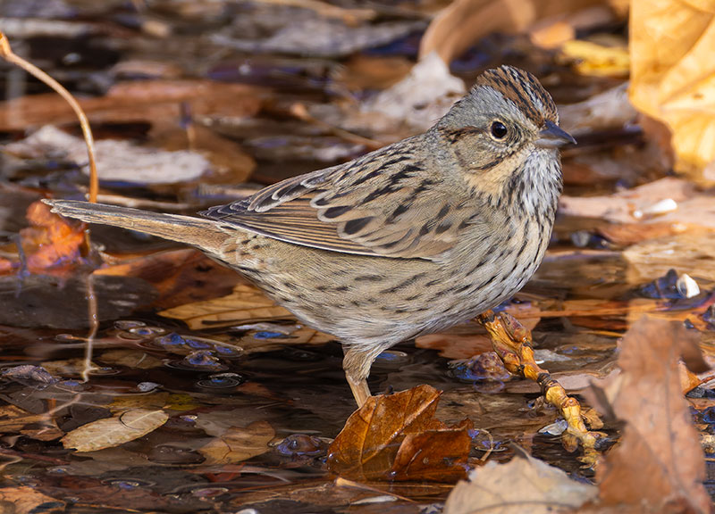 Lincoln's Sparrow Melospiza lincolnii 