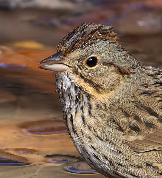 Lincoln's Sparrow Melospiza lincolnii 