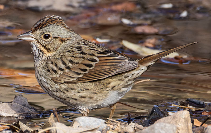 Lincoln's Sparrow Melospiza lincolnii 