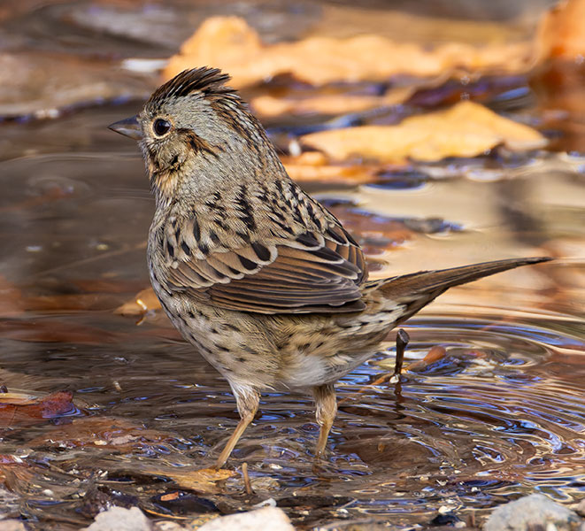 Lincoln's Sparrow Melospiza lincolnii 