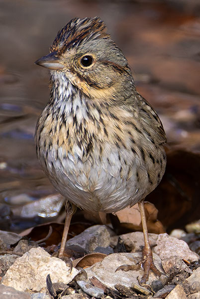 Lincoln's Sparrow Melospiza lincolnii 