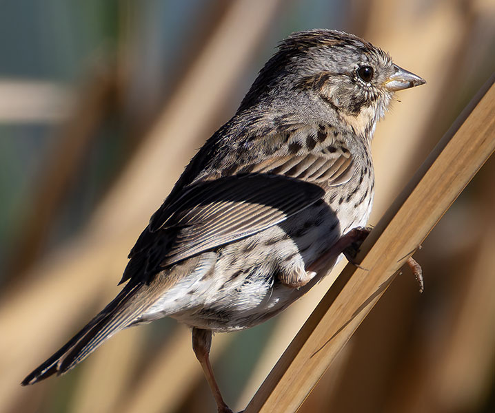 Lincoln's Sparrow Melospiza lincolnii 