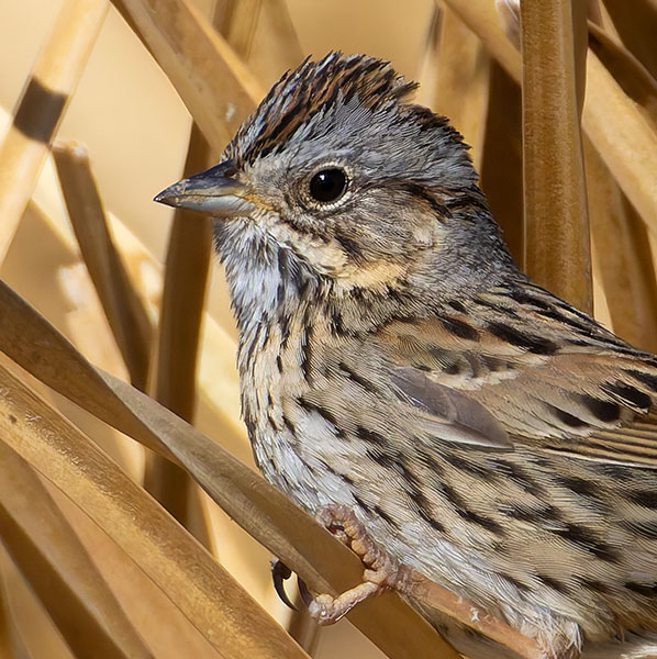 Lincoln's Sparrow Melospiza lincolnii 