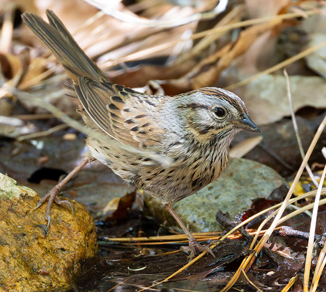 Lincoln's Sparrow Melospiza lincolnii 