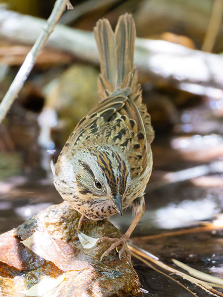 Lincoln's Sparrow Melospiza lincolnii 