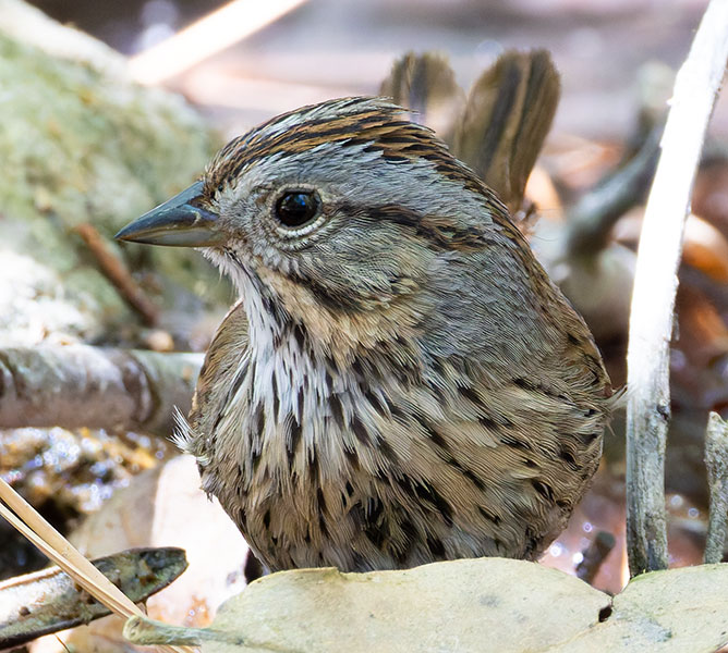 Lincoln's Sparrow Melospiza lincolnii 