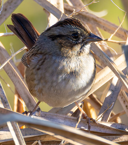 Lincoln's Sparrow Melospiza lincolnii 