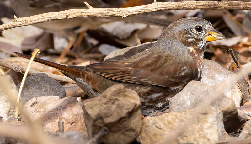 Red Fox Sparrow Passerella iliaca altivagans