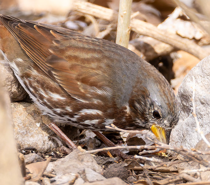 Red Fox Sparrow Passerella iliaca altivagans