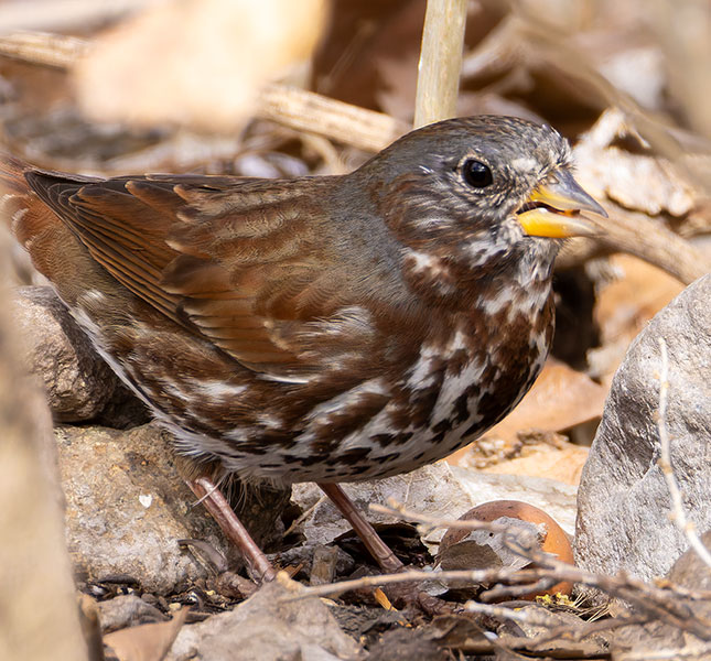 Red Fox Sparrow Passerella iliaca altivagans
